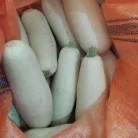 کوهی خروشی