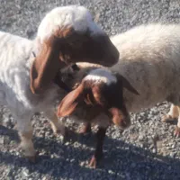 بره