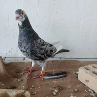 سار