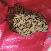 پوست بادام تازه