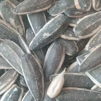 تخمه آفتابگردان خارجی خوب