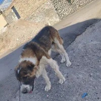 سگ.|سگ|شاخنات, |دیوار