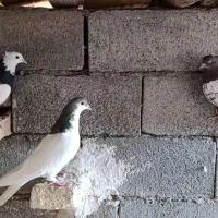 سه تا رنگی مناسب