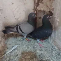 کفتر  مسافتی