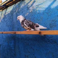 کفتر شازده هما سرور کبوتر طوقی