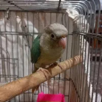 طوطی