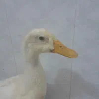 اردک