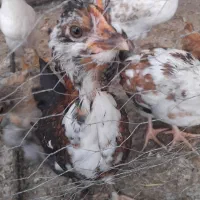فروش تعدادی خلنگ و خروس گلین و پنگوئنی.