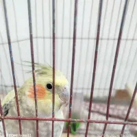 پرنده|پرنده|تربت‌حیدریه, کلاته توکلی|دیوار