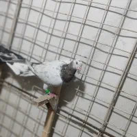 دوتا کفتر اس