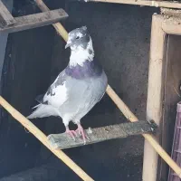 کبوتر خال شاپر