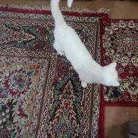گربه ماده جهت جفت گیری