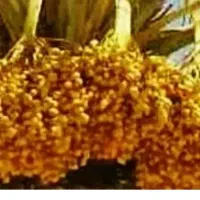 خریدار خارک نخل