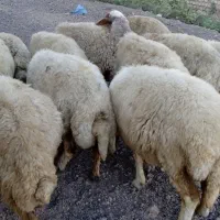 میش