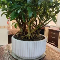 بن سای شفلرا