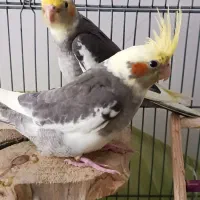 جوجه عروس هلندی ابلغ پرنسسی کاملاًخانگی آماد آموزش