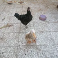 مرغ و اردک