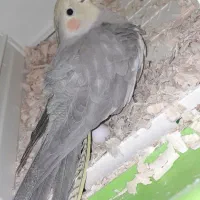 عروس هلندی مولد سخنگو