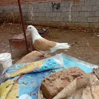 کفتر|پرنده|شاهین دژ, |دیوار