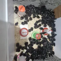 جوجه یک روزه امروک