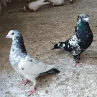 کفتر یا کبوتر