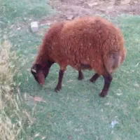 بره‌نر