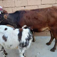 گاو گوساله.  گاو ابستن