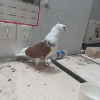 جوجه کبوتر