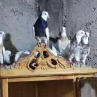 کبوتر