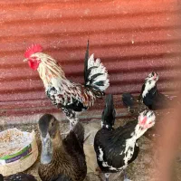 مرغ و خروس گلین