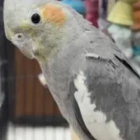 عروس بانمک