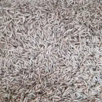 جو هاشمی