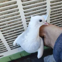 کفتر گرفتنی طوقی