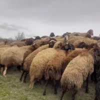 گوسفند جوان شیشک ابستن