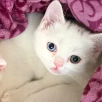 گربه بریتیش اصیل نر ۳ ماهه