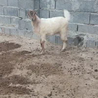 دوراس بزغاله نر و ماده