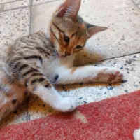 گربه ۲ ماهه|گربه|صومعه‌سرا, |دیوار