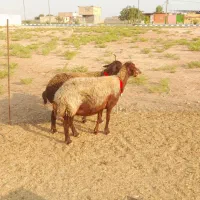 میش افشاری