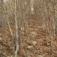 فروش نهال بن دار گلدانی با فاکتور تضمین