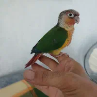 طوطی گرینچیک دستی خوش رنگ بازیگوش