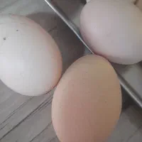تخم مرغ نطفه دار