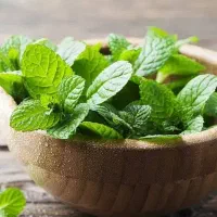 نعنا خشک درجه یک