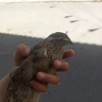 بلدرچین