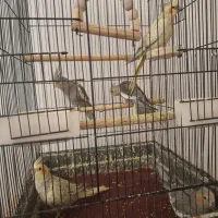 طوطی عروس گل باقلی و سینامون