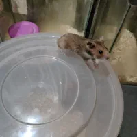 همستر سنجابی نر