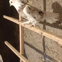 دوتا نرهما اصیل خون پاک