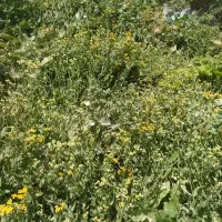 فروش شاسترم و نعنا گلدار برای عرق گیری