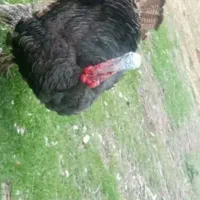 بوقلمون نر برنز