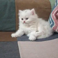 واگذاری بچه گربه