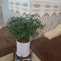 گل وگیاه